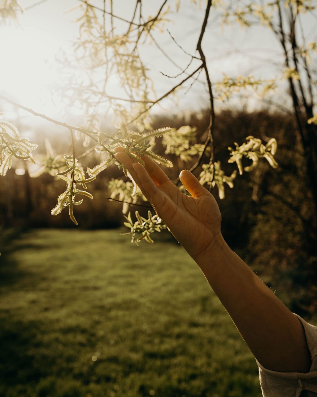 Kristie LaRocca's hand brushing the leaves of a tree in golden sunlight, representing intuitive insight and greater clarity.