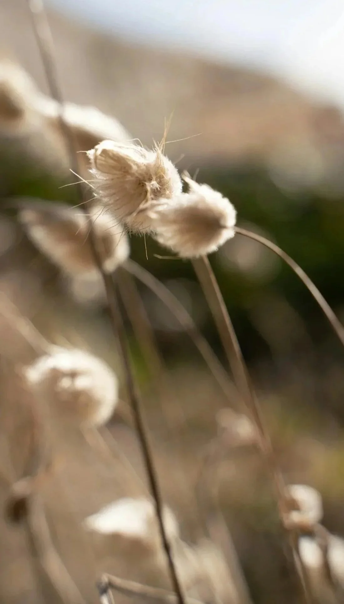 Close-up of dry, beige cotton bolls on brown plant stems in a natural outdoor setting.