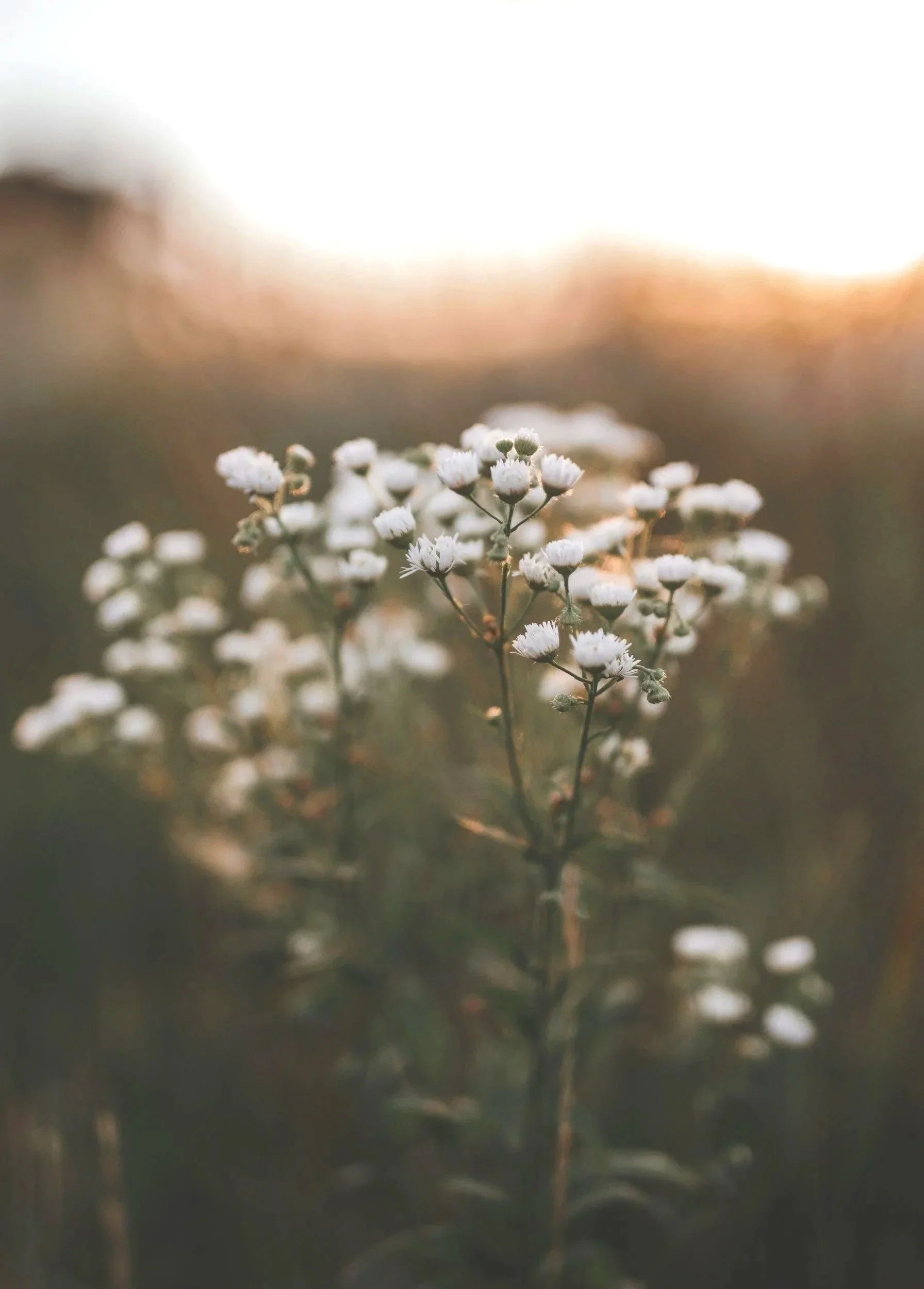 Reproductive Psychiatrist San Francisco