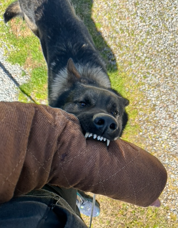 Dog biting a person's arm, showing teeth and a playful expression outdoors on grassy and paved ground.