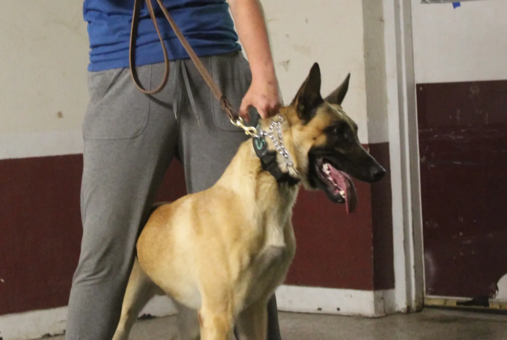 A Belgian Malinois police dog standing next to a person holding its leash in an indoor training area.