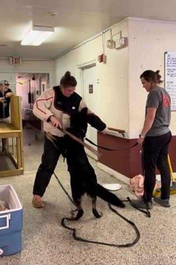 K-9 handler with a black German Shepherd dog training in an indoor facility.