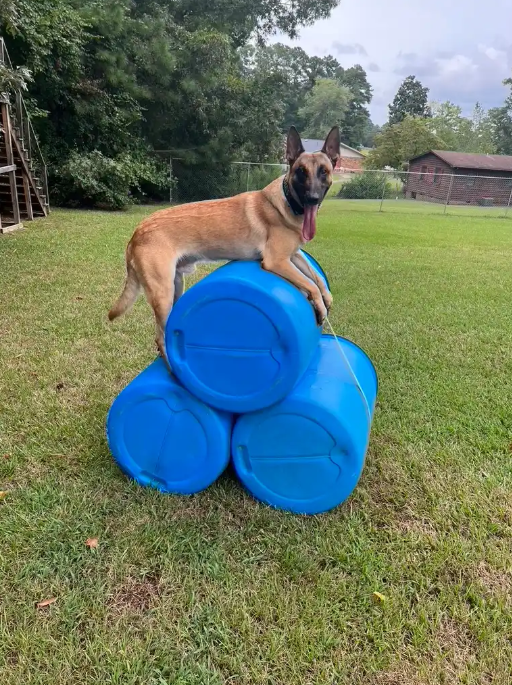 A dog with tan and black fur, possibly a Belgian Malinois, standing on top of three blue plastic barrels stacked in a pyramid in a grassy yard. The dog has its tongue out and appears playful.