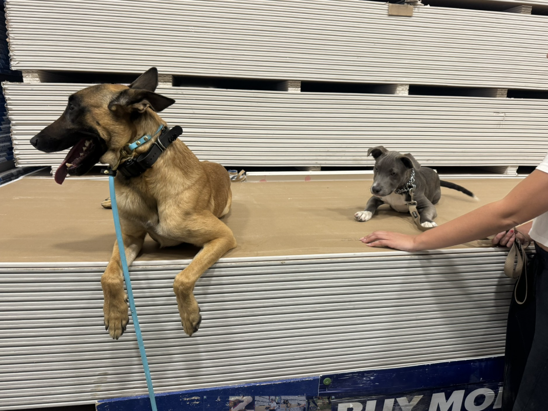 Two dogs lying on top of a display table at a store, one large tan and black dog with a blue leash and collar, and a small gray puppy with a chain collar, with a person beside the table touching the puppy.