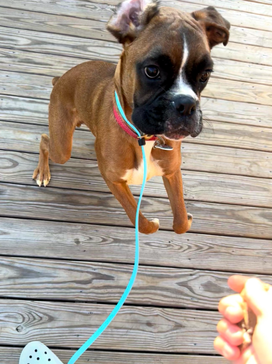 A young brown and black puppy with a white chest, sitting on a wooden deck, looking up at the camera, with a blue leash attached to its collar.