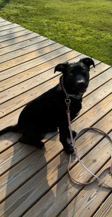 A small black dog with a chain collar and purple leash sitting on a wooden deck outside, with grass in the background.
