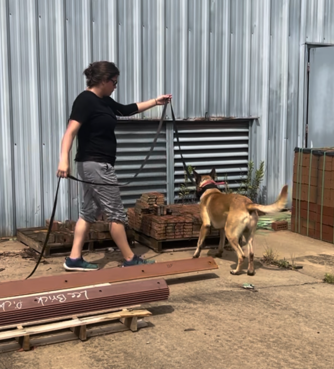A person walking a large dog on a leash in an outdoor area near a metal building with stacks of bricks and construction materials.