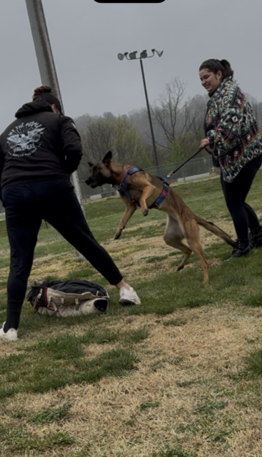 Two women training a Belgian Malinois dog in an outdoor field on a cloudy day.