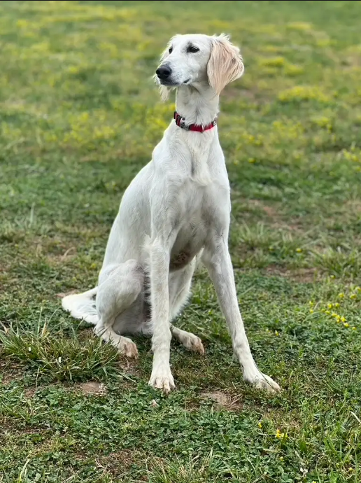 A white dog with a red collar sitting on green grass in an outdoor area.