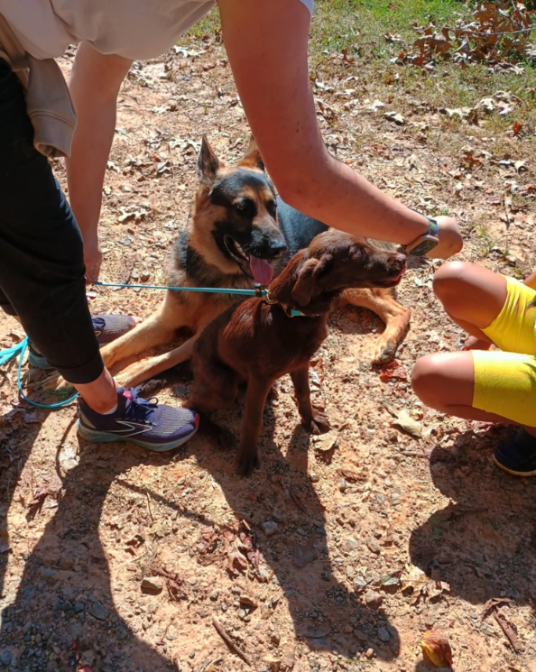 Two dogs, a German Shepherd and a brown puppy, are sitting on a dirt trail. Two people are interacting with the dogs; one is reaching down to pet the brown puppy, and the other is holding the leash of the German Shepherd. The scene is outdoors with f