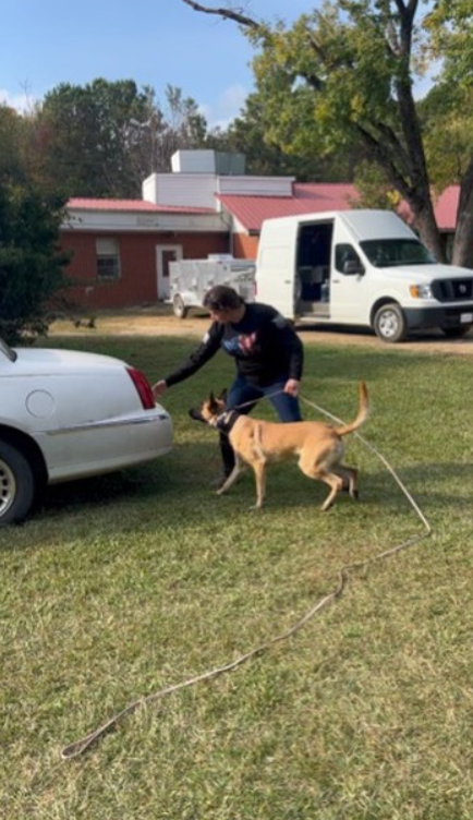 A person walking a large tan dog with a black face on a leash in a grassy yard. There are parked vehicles, including a white van and a silver car, and a red-brick building with a pink roof in the background. Trees with green and yellow leaves are als
