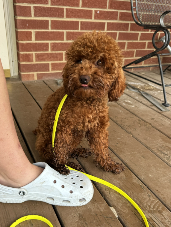 A small curly-haired brown dog sitting on a wooden porch next to a person's white Crocs shoe. The dog has a yellow leash and is looking at the camera with its tongue slightly sticking out. There is a brick wall and metal patio furniture in the backgr
