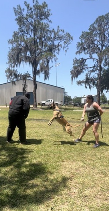 A person holding a dog on a leash, jumping in mid-air, while another person and a person in a hoodie watch outdoors on a grassy field with tall trees and buildings in the background.