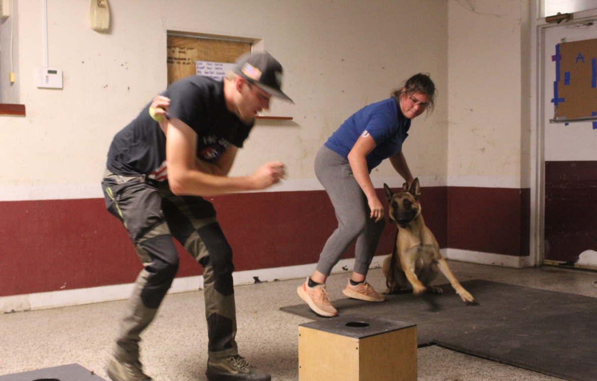 A woman and a man with a German Shepherd puppy doing training exercises in an indoor room.