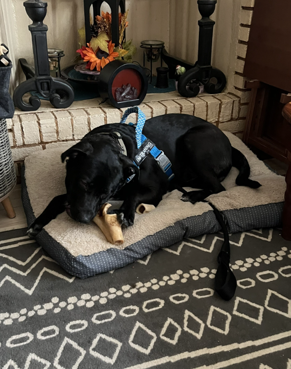 Black dog lying on a dog bed chewing a bone in a living room with a fireplace, decorative items, and a patterned rug.