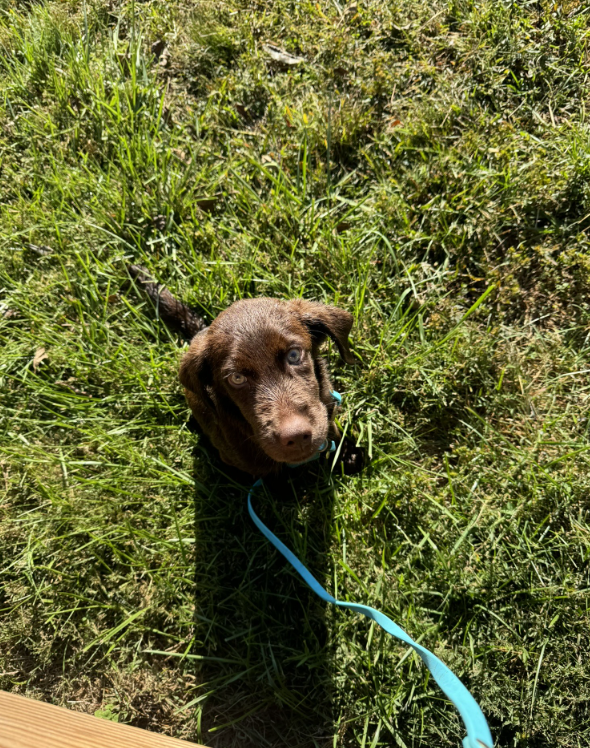 A brown puppy with blue eyes lying on green grass, looking up at the camera.