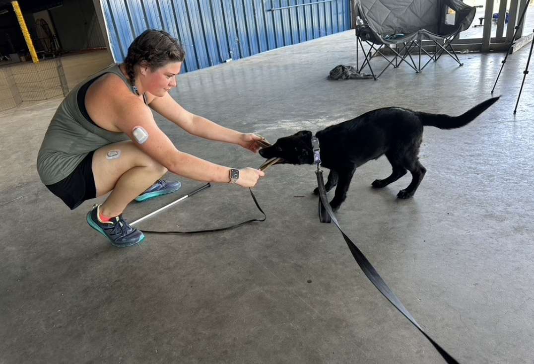 Woman training a black Labrador retriever puppy to tug a toy at an indoor training facility.