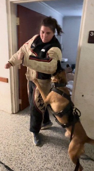 A woman in a beige jacket interacting with a large police dog indoors.