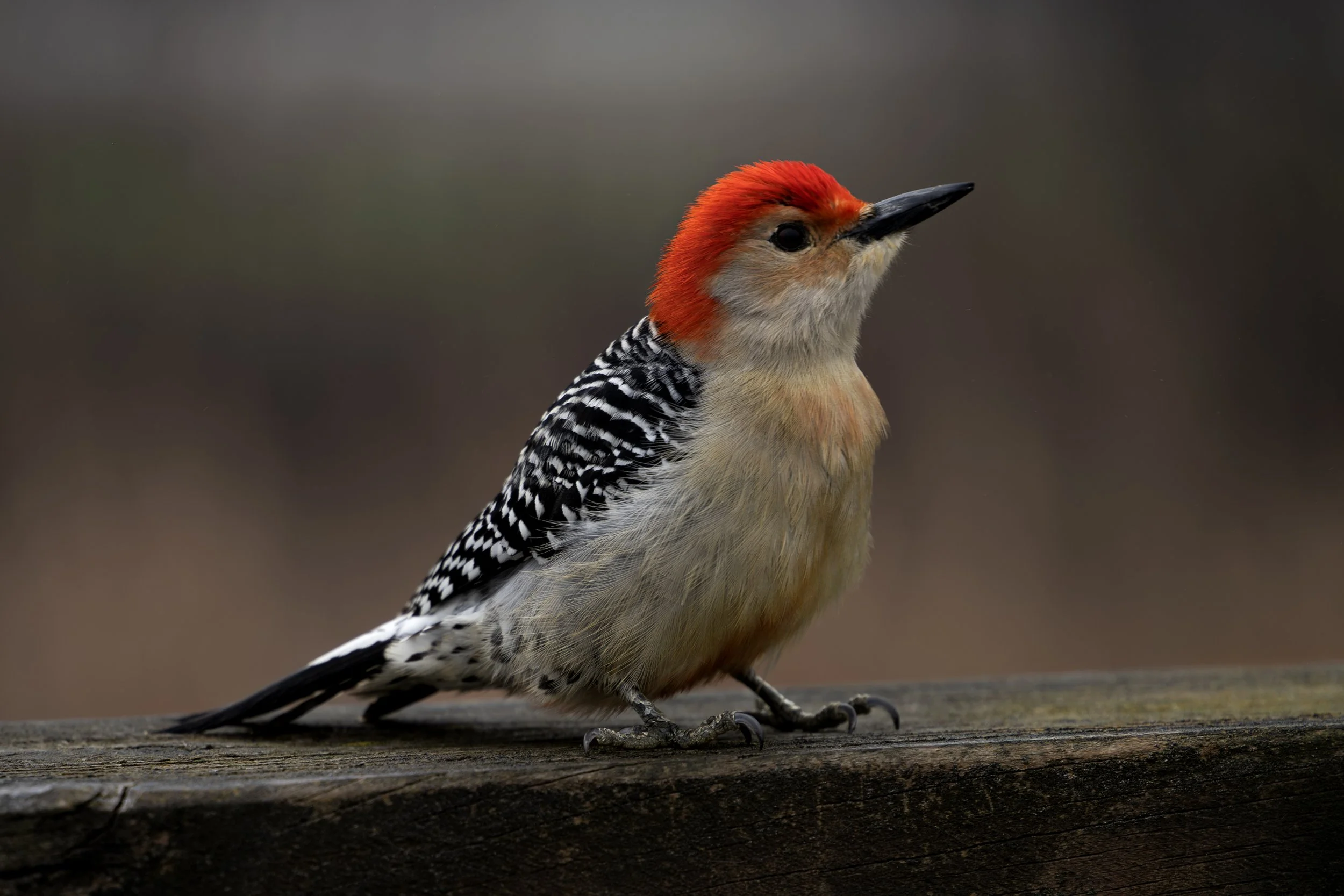 Red-bellied woodpecker at Kensington Metropark in April 2026.