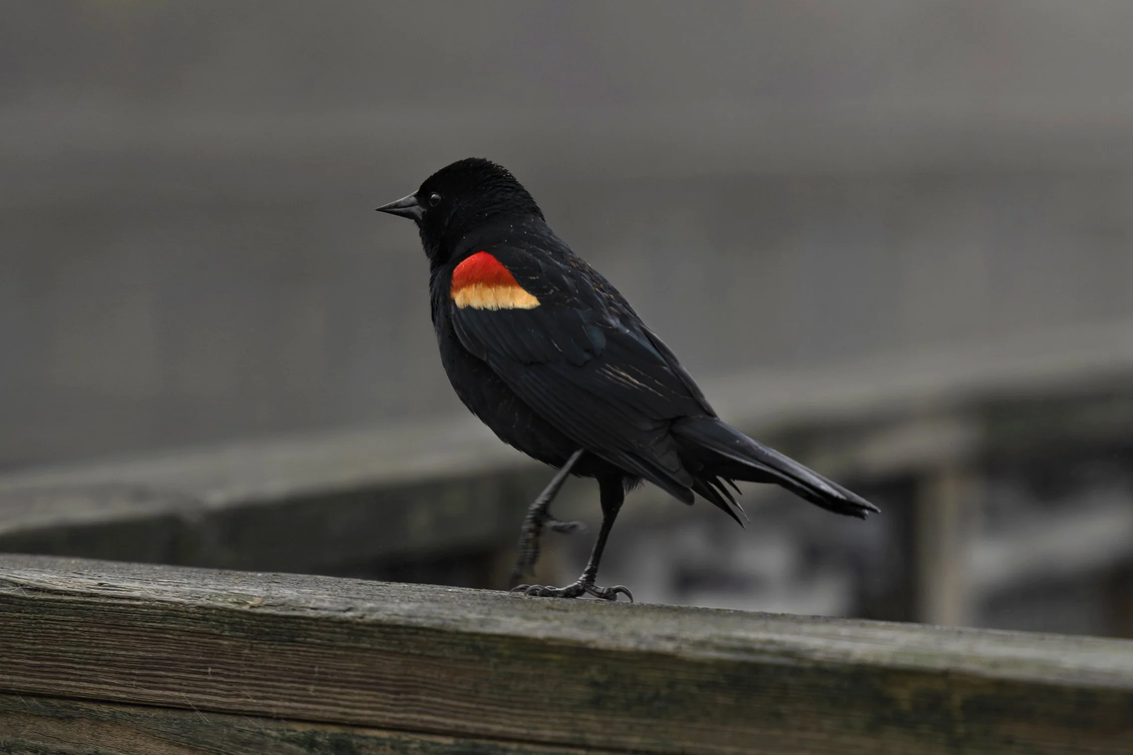 Red-winged blackbird perched along the boardwalk at Kensington Metropark in April 2026.