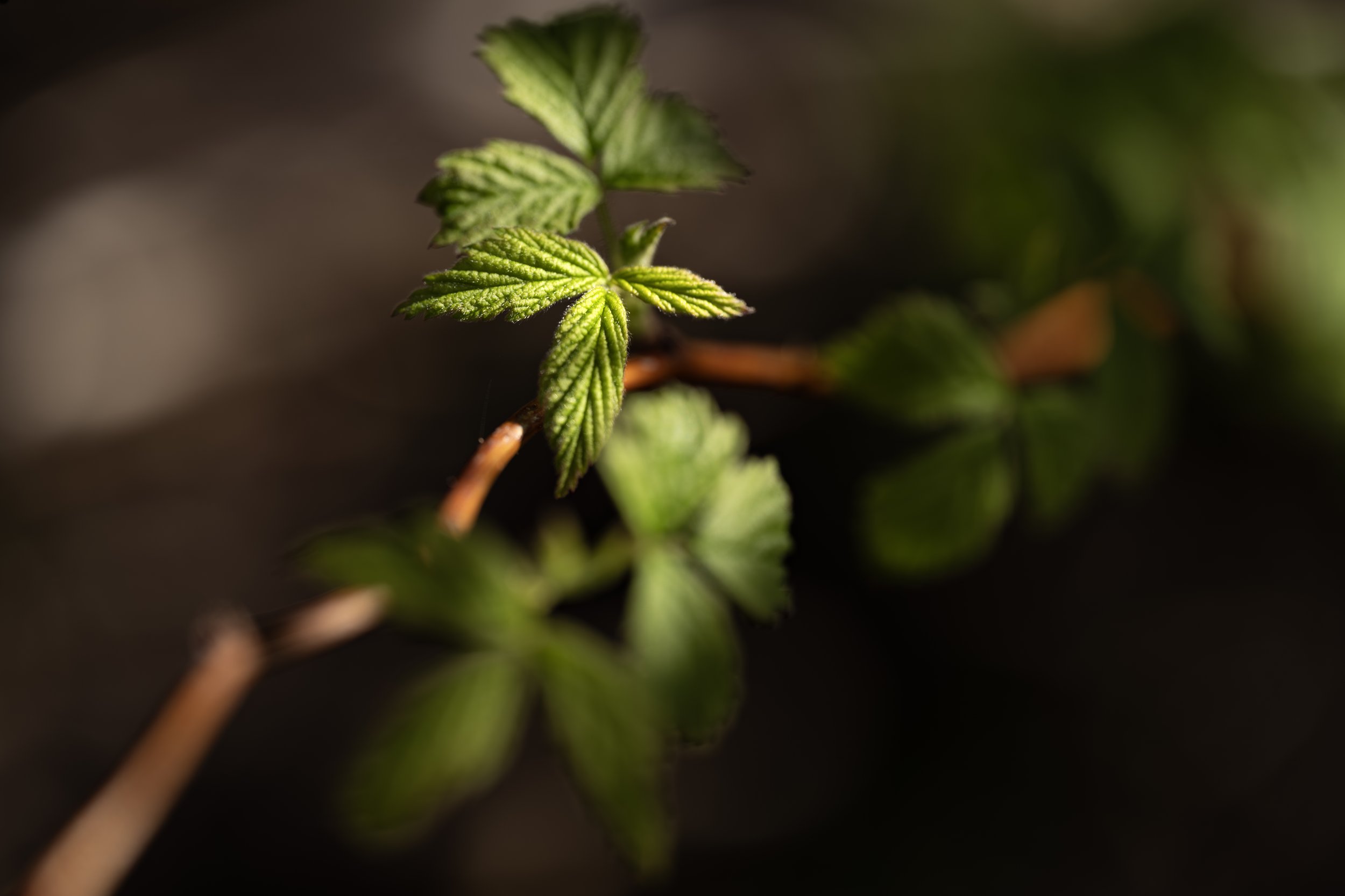 Raspberry Leaf in moody lighting at my home in April 2026.