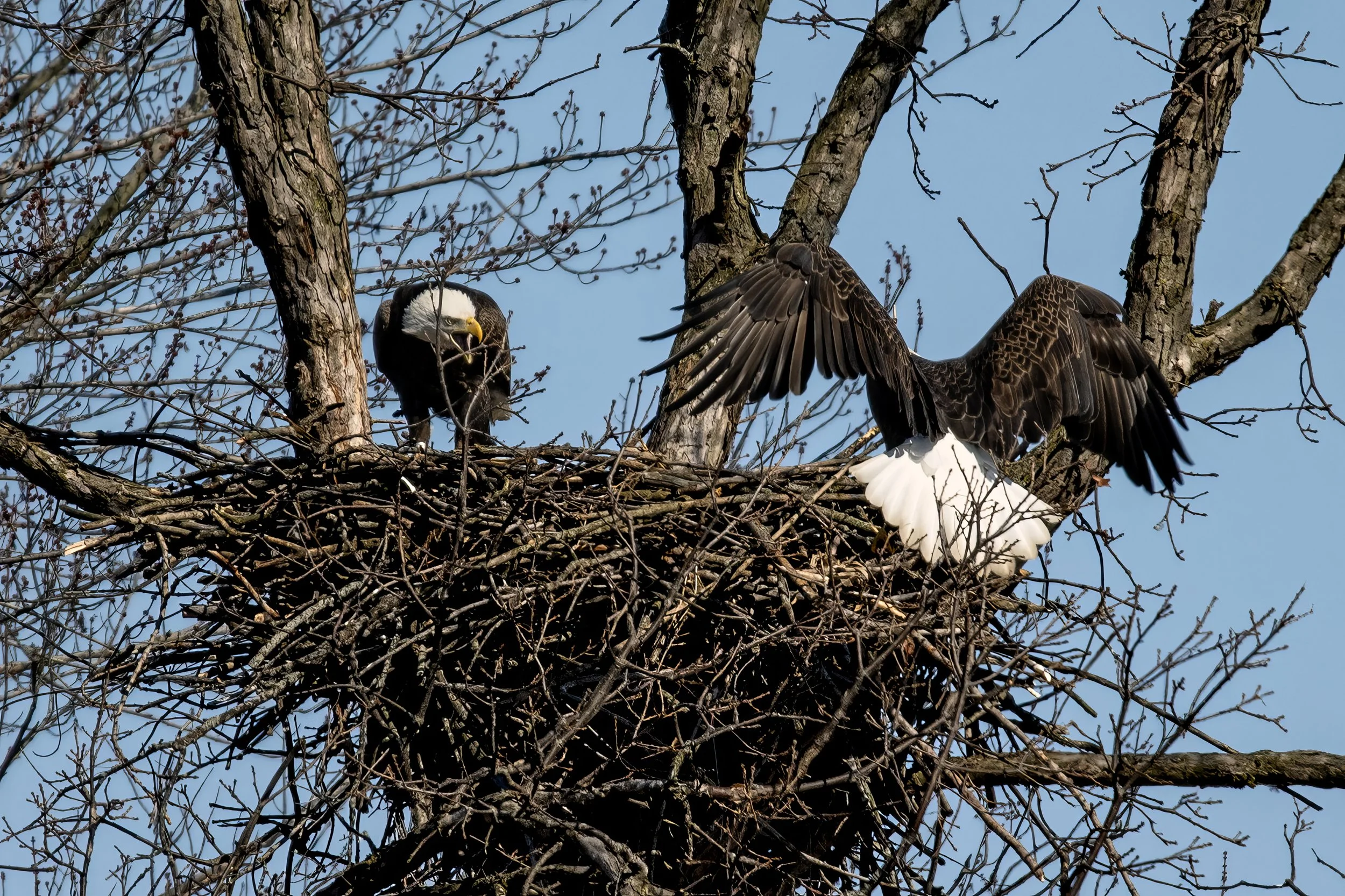 _DSC0078 Upscale.jpg