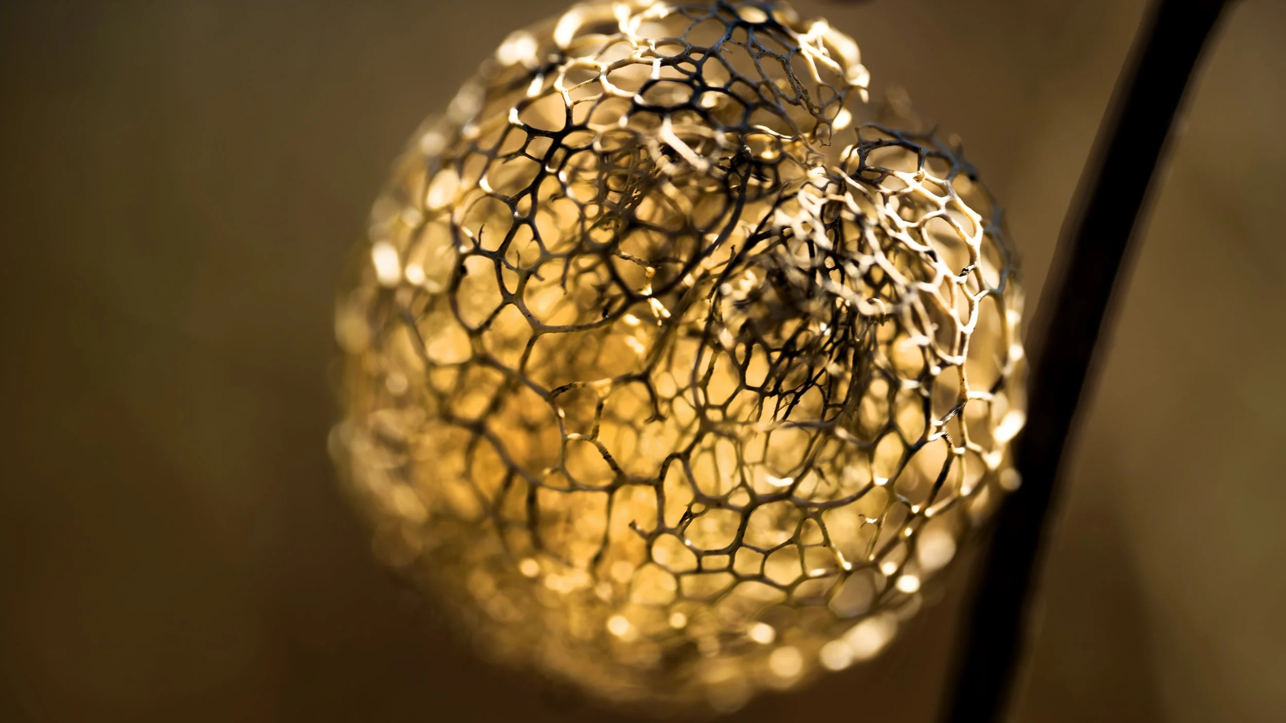 Wild cucumber glowing in the spring sunlight at my home in April 2026.