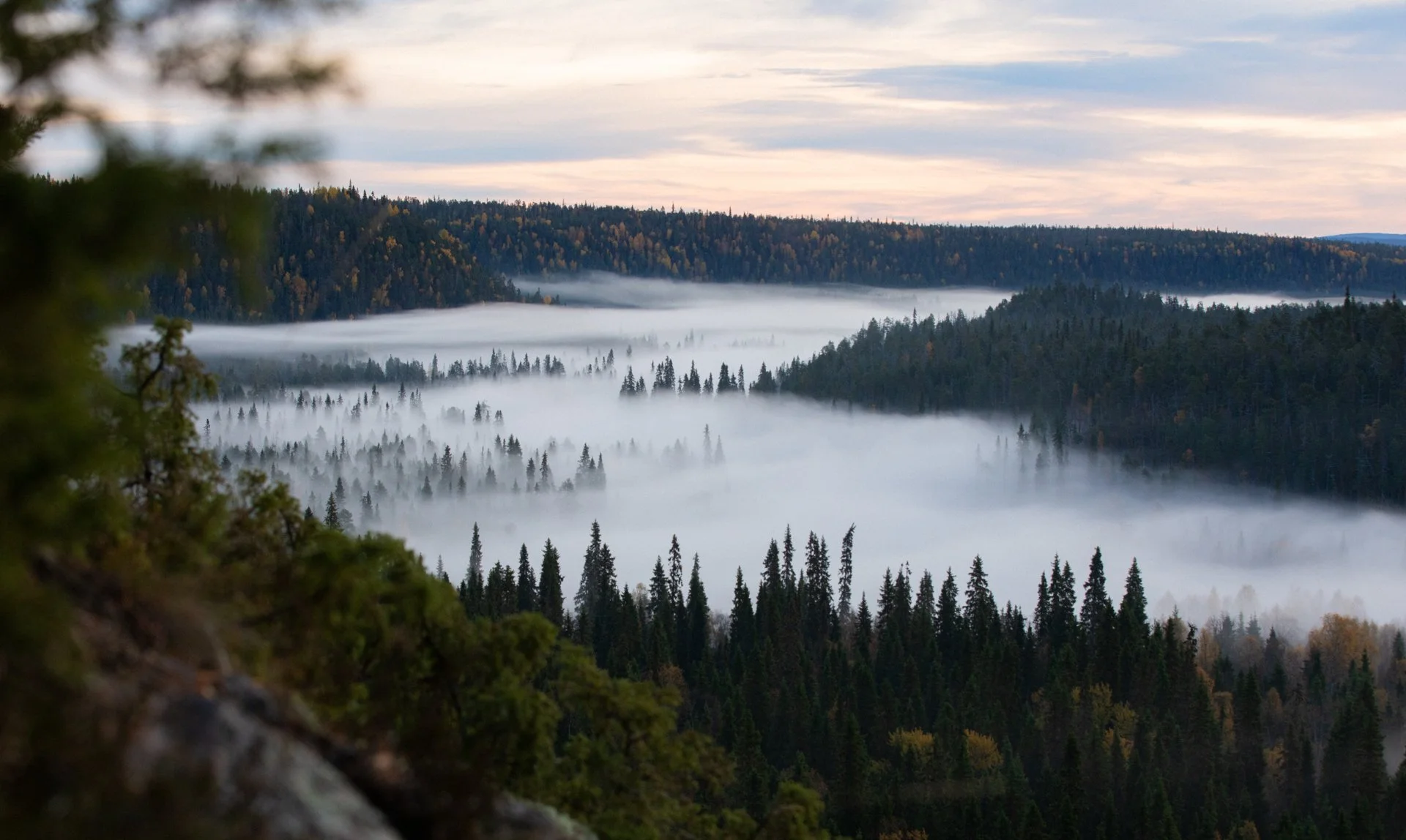 Sumuista metsämaisema, jossa puut ja niihin muodostunut sumupilvi laaksoissa ja järvillä.
