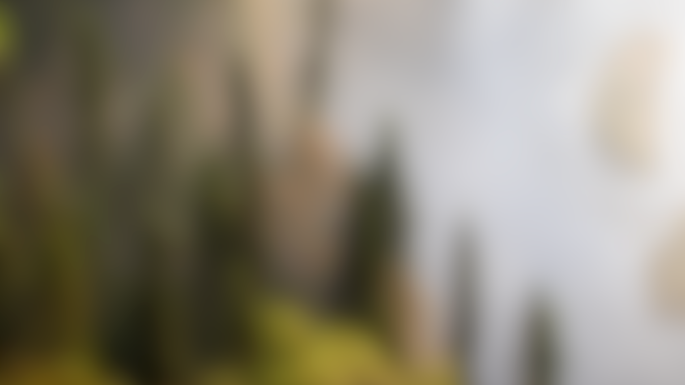 Kuvassa on metsäinen maisema, jossa on puita ja sammalta