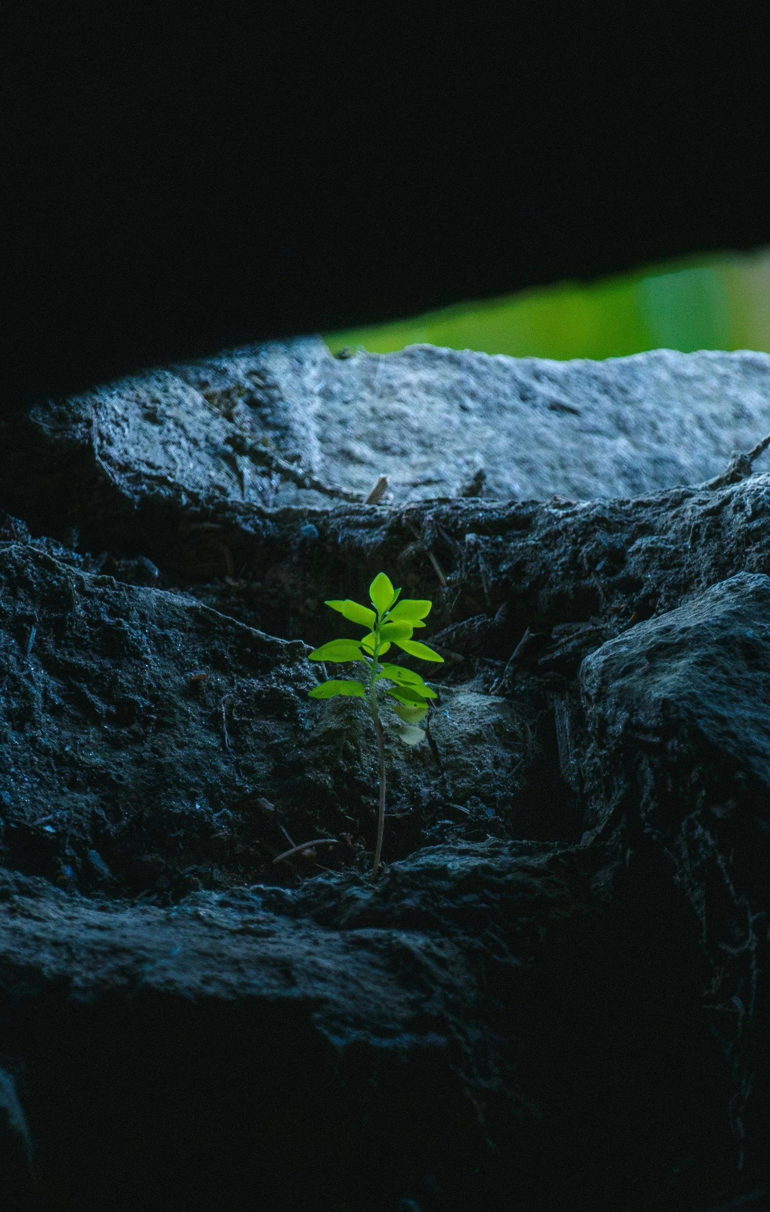 A small green plant emerging from dark, rocky soil, with a blurred background of other rocks and greenery.