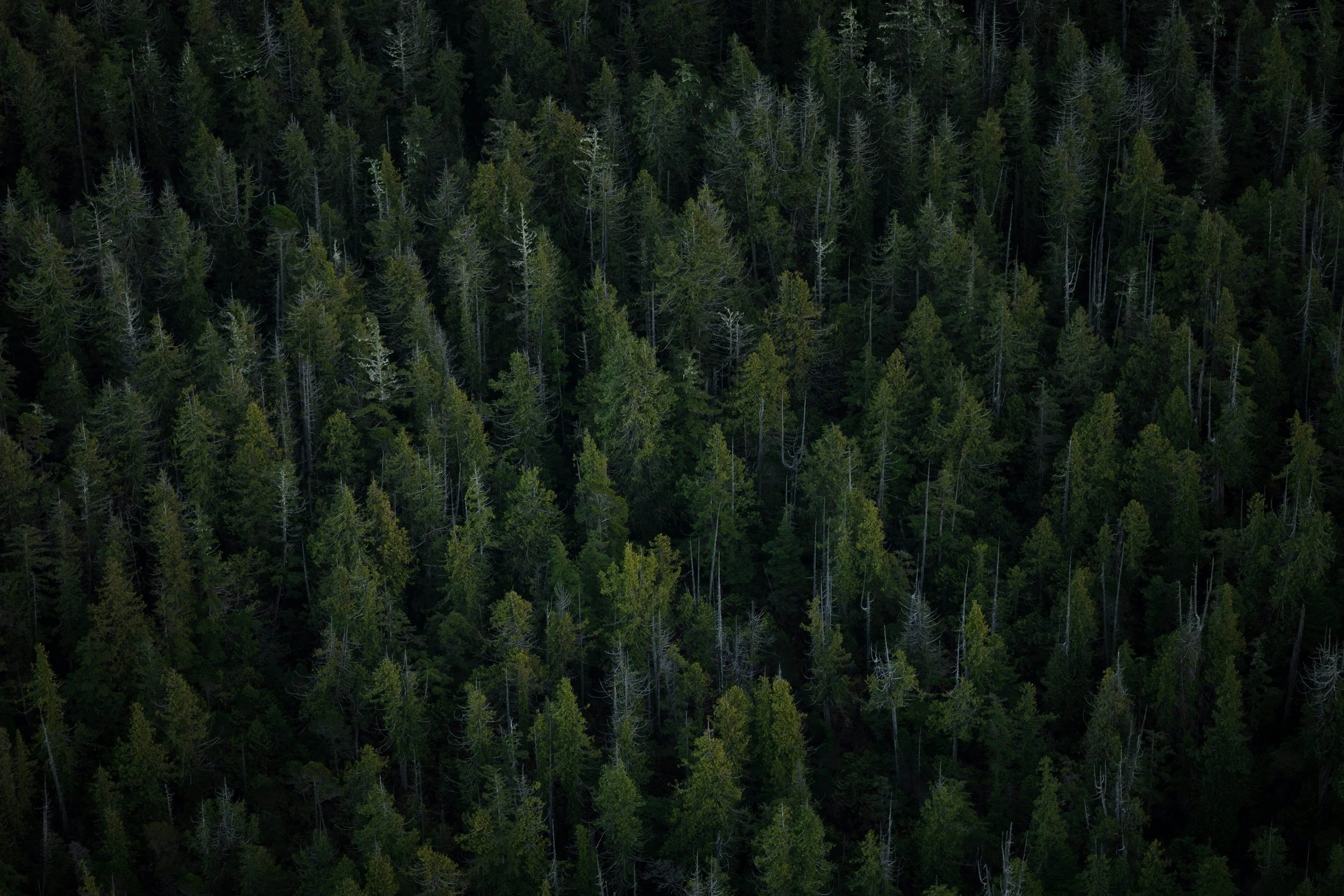 Aerial view of a dense forest with tall green trees.