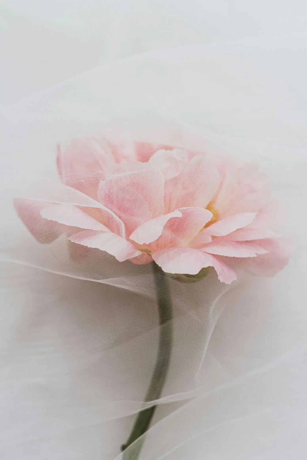 Fleur rose recouverte d'un voile