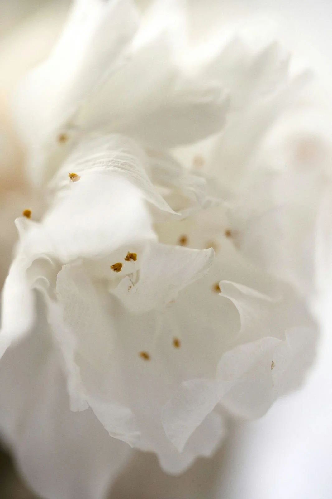 Fleur blanche associée à l'hypnothérapie et au mieux-être