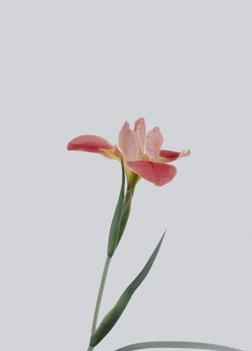 Une fleur de couleur rose avec des pétales délicates et une tige verte longue et fine