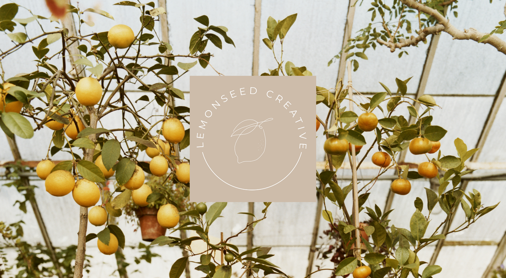 Lemon trees with ripe yellow lemons and green leaves inside a greenhouse.