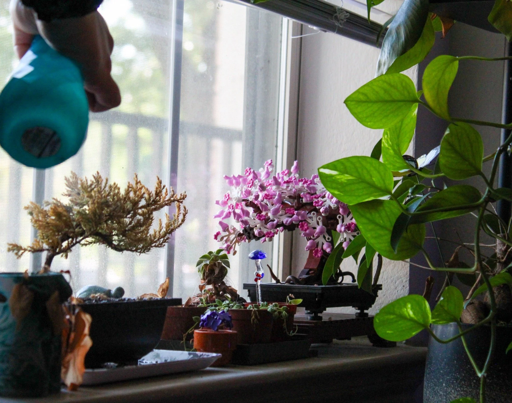 Quiet Watering - 22-year-old Kat Hardy waters her roommates bonsai tree while she is gone visiting family on Saturday, May 2, 2026. Hardy found the plant from a vendor as well as the lego version for her roommate's birthday. (photo by Genevieve Kaufm