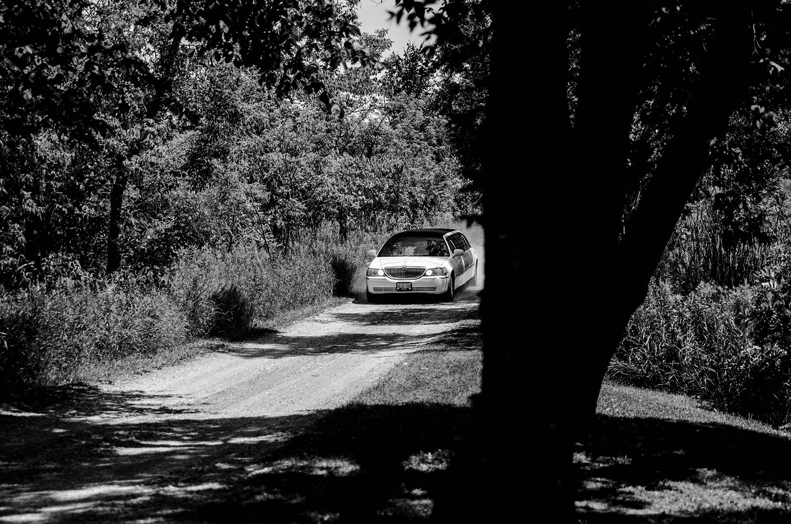 A white car driving on a dirt path surrounded by trees and bushes, partially obscured by a large tree trunk in a natural setting.