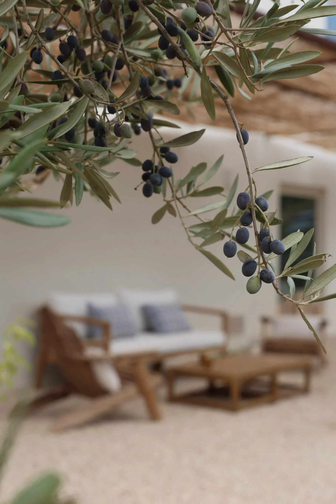 Close-up of an olive branch with black and green olives in the foreground, with outdoor furniture including a wooden sofa with cushions and a coffee table in the background, slightly out of focus.