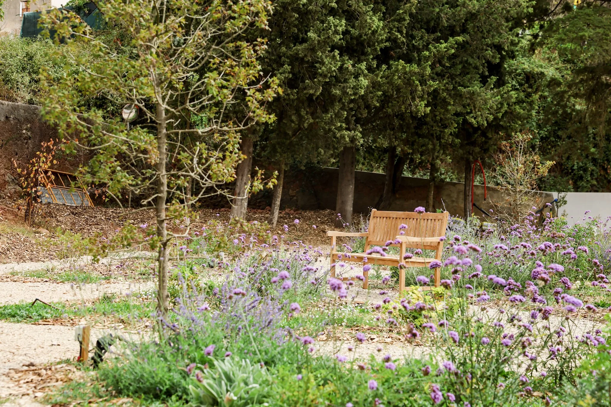 A garden scene with a wooden bench surrounded by purple flowers, trees, and a dirt pathway.