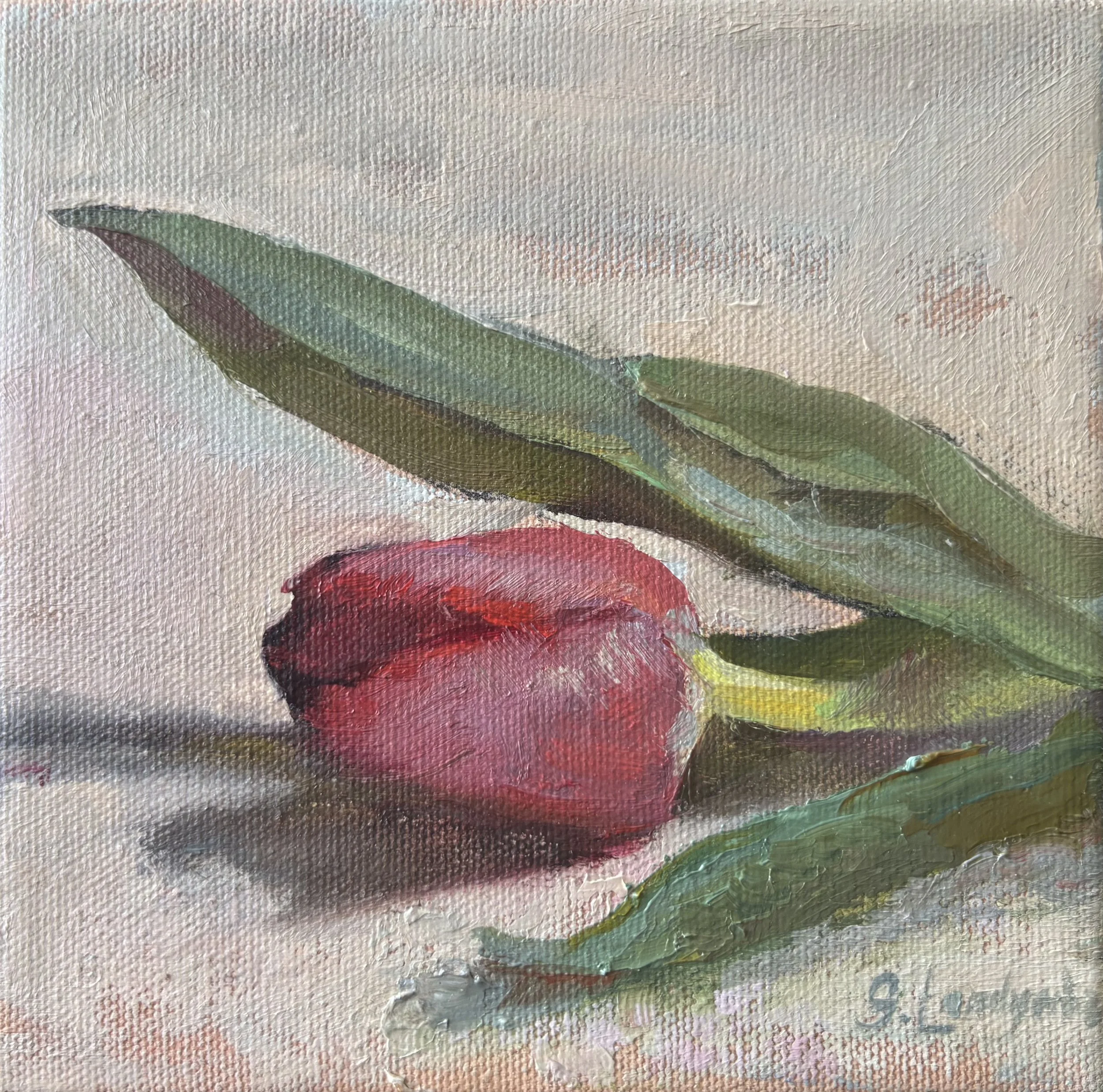 Study of a Tulip 2