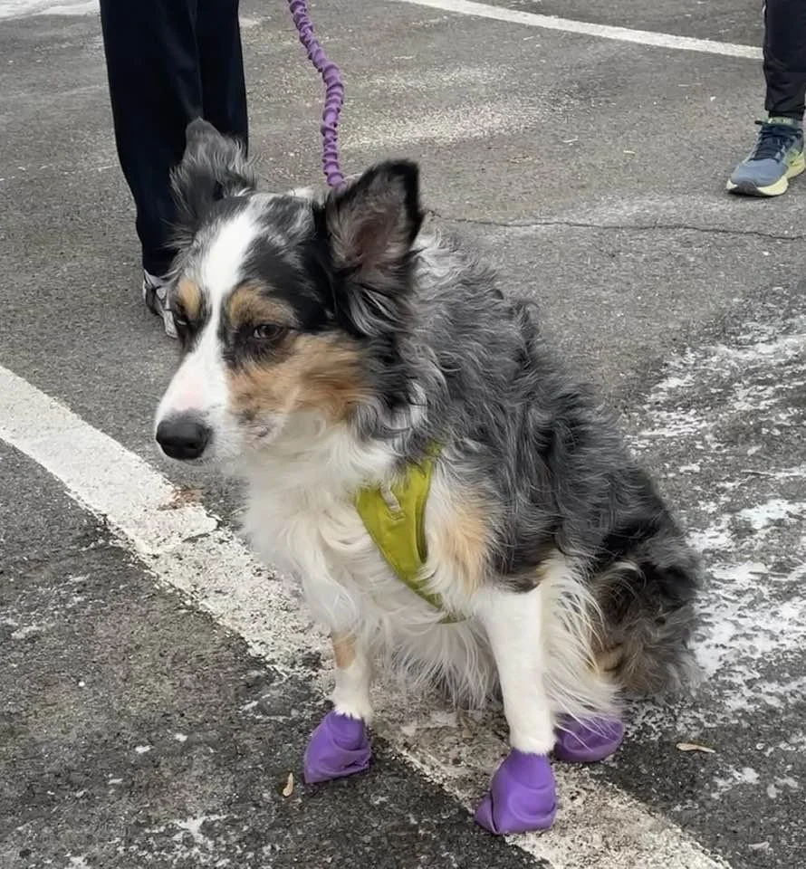 A dog sitting on a street wearing purple shoes on all four paws and a yellow harness, with people standing nearby.