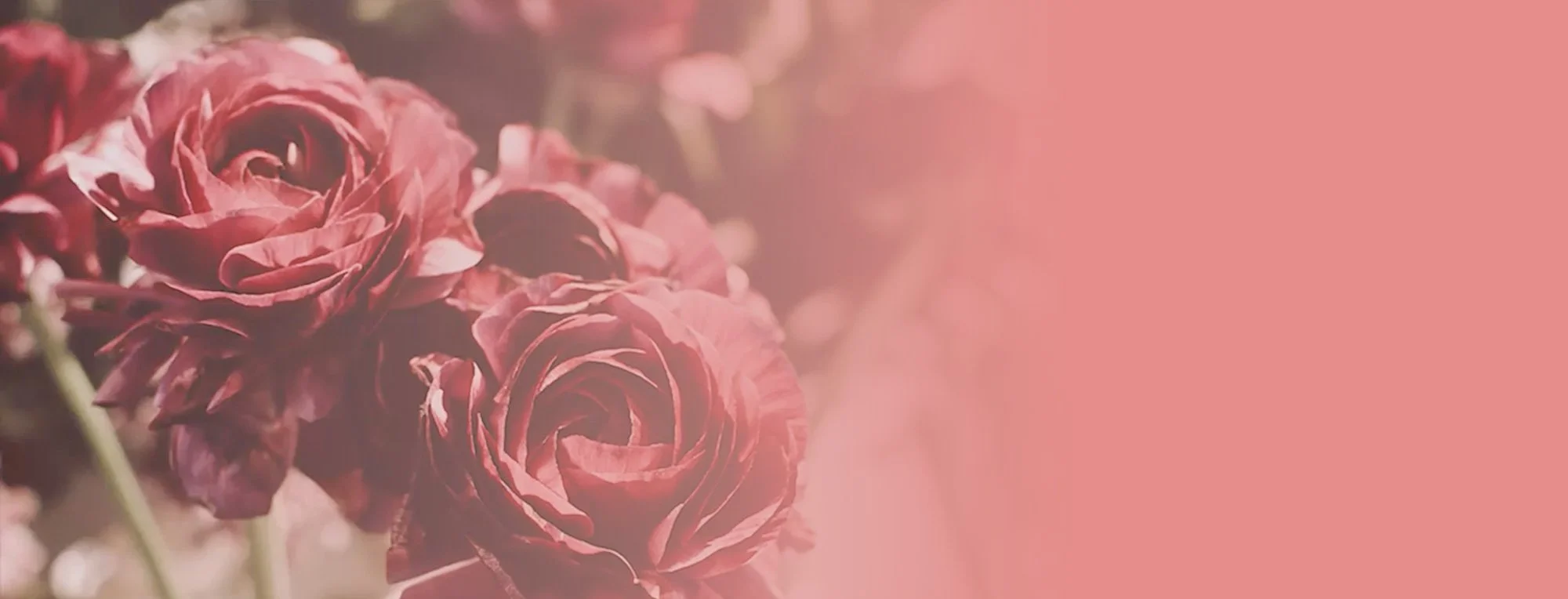 Pink roses with a soft pink gradient overlay.