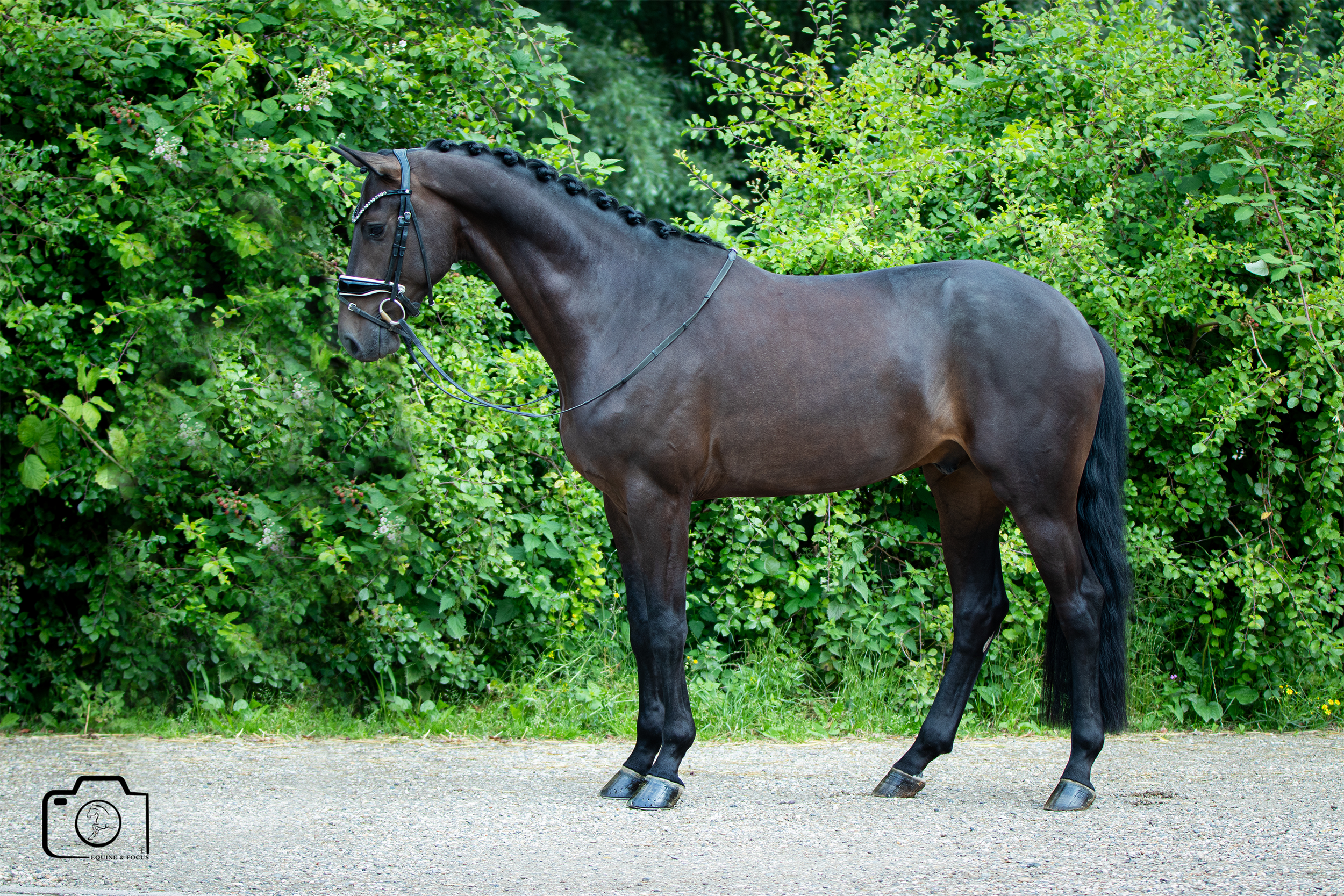 A dark brown horse with a braided mane standing on a gravel path with green foliage in the background.