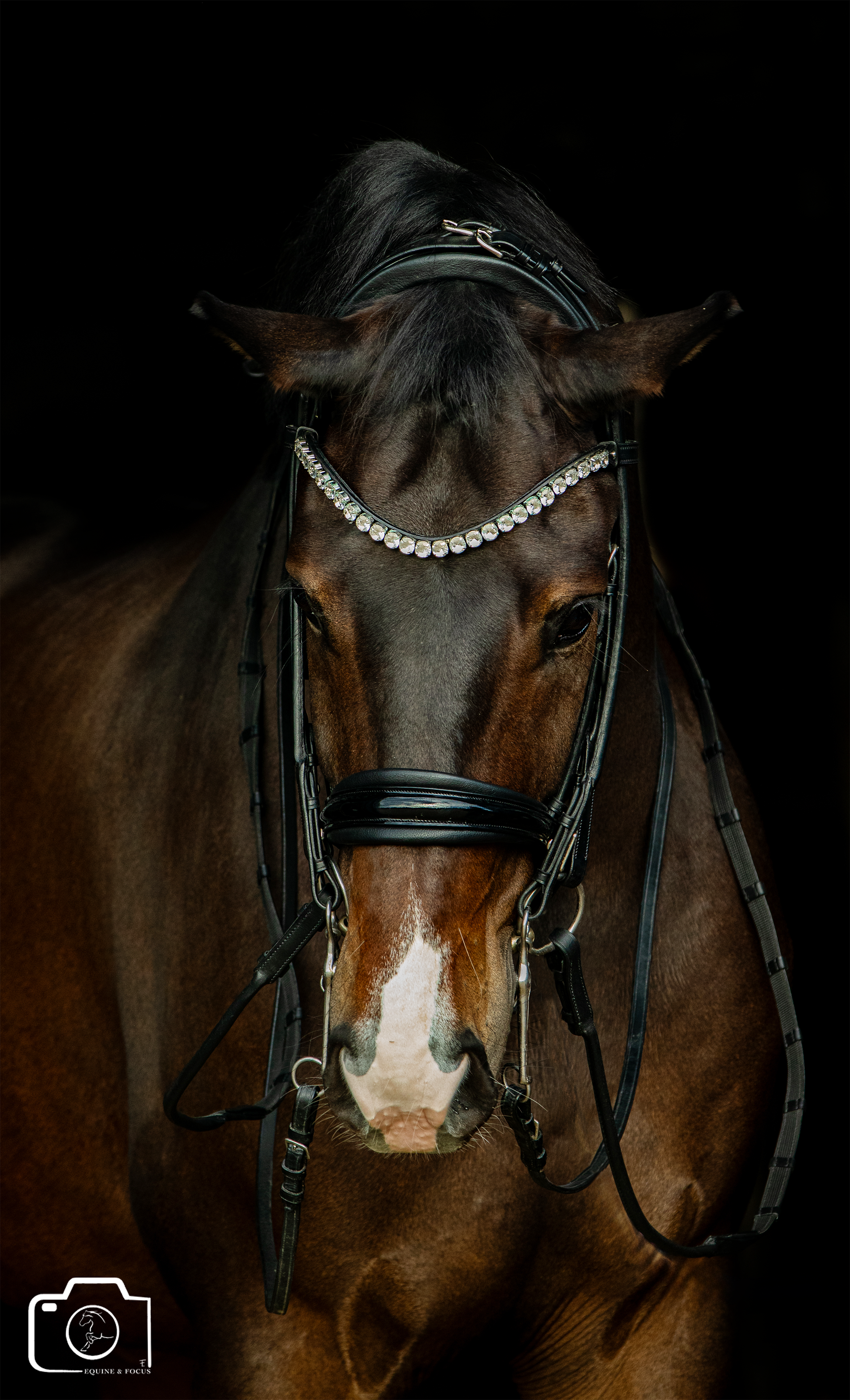 A close-up of a brown horse wearing a black bridle with rhinestones and a decorative browband, set against a black background.