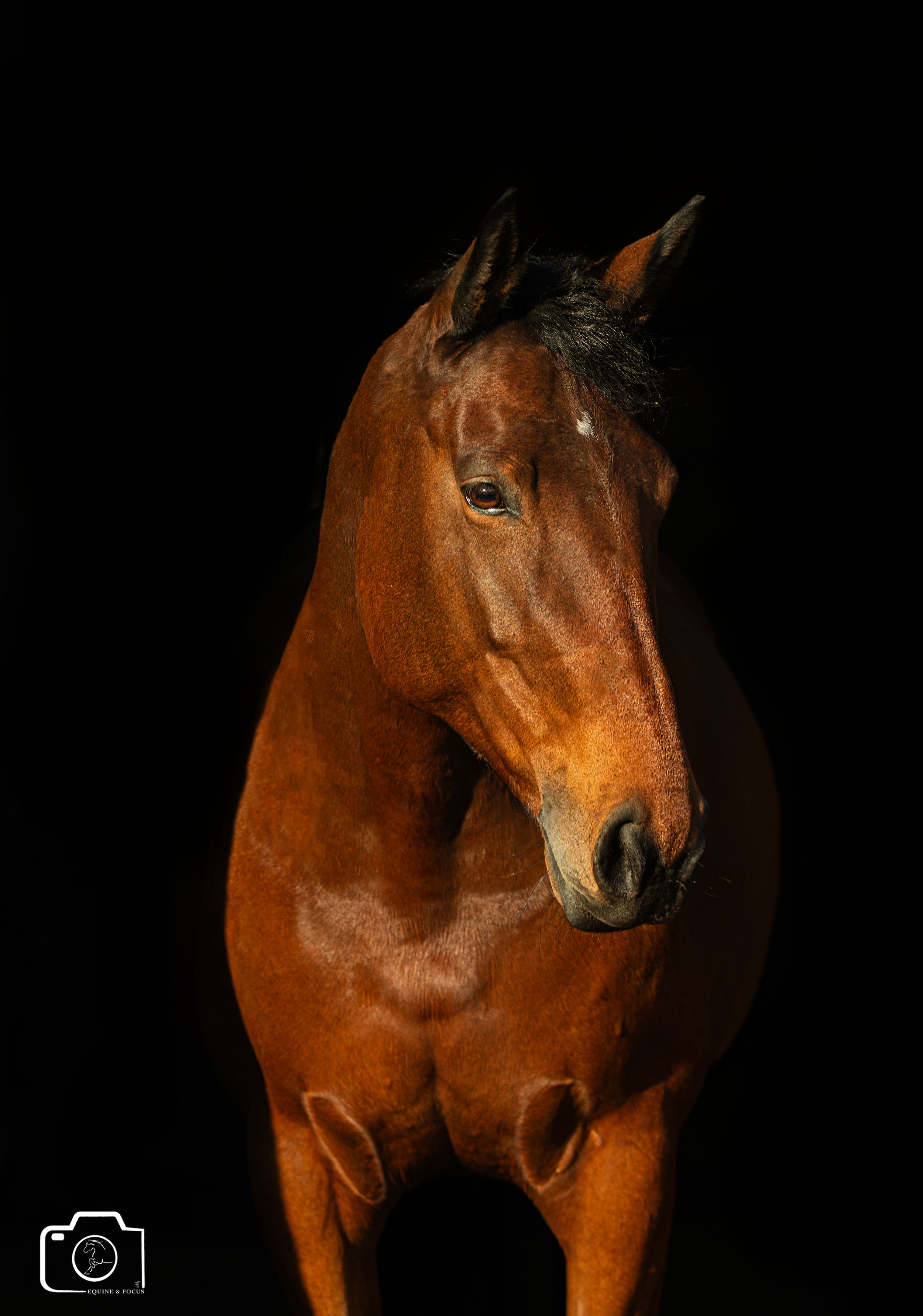 A brown horse with a black mane on a black background.