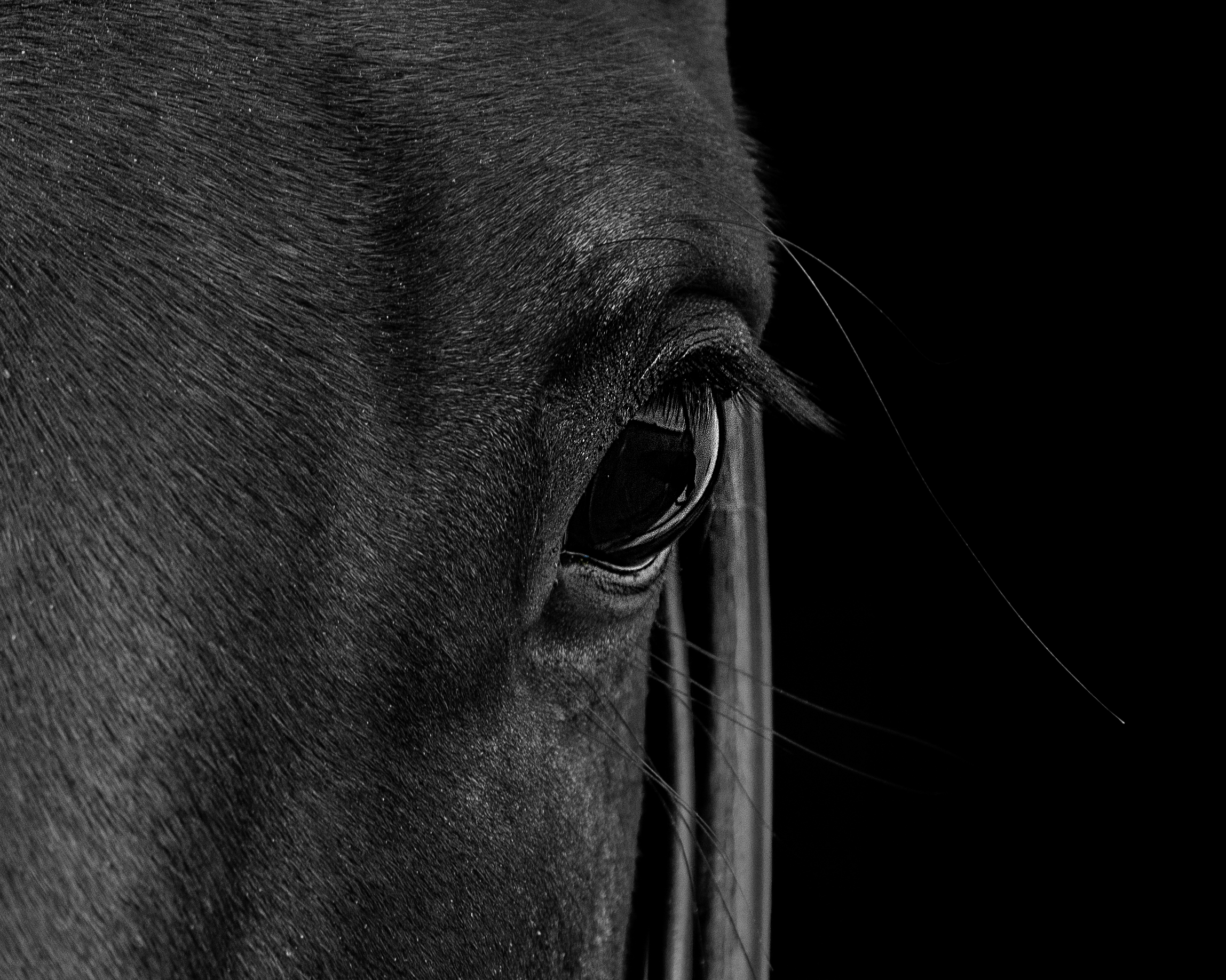 Close-up of a horse's face in black and white, showing its eye, eyelashes, and textured skin.