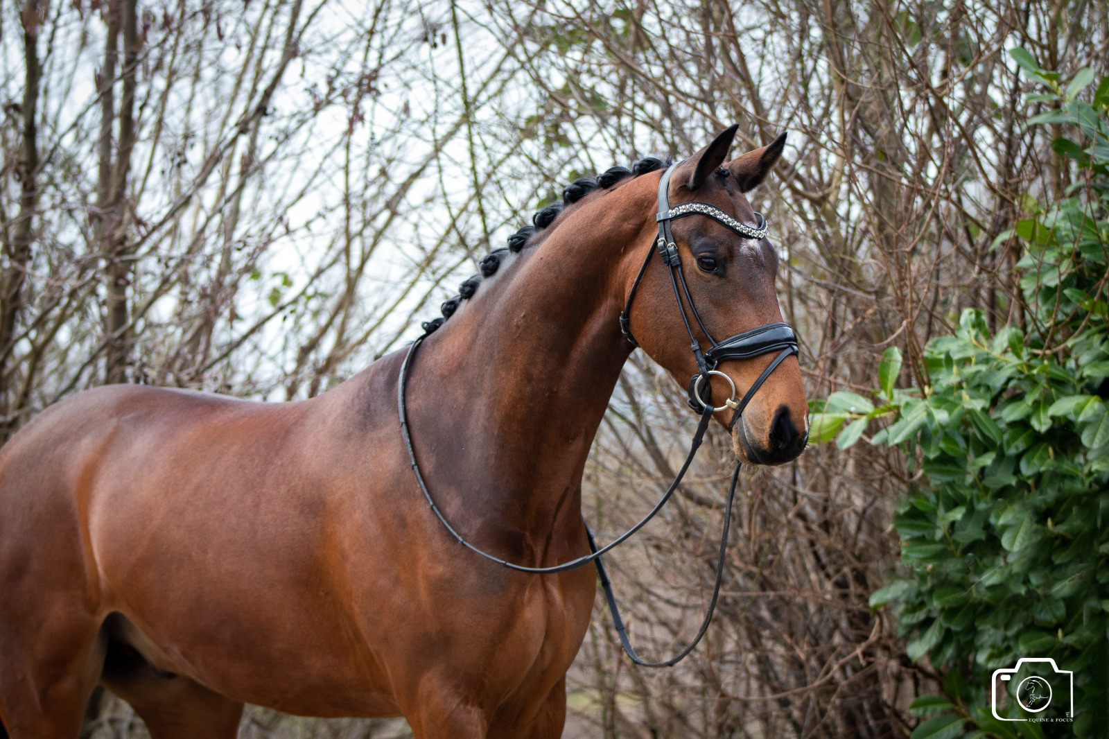 A brown horse with braided mane and riding gear stands outdoors in front of leafless trees and green bushes.