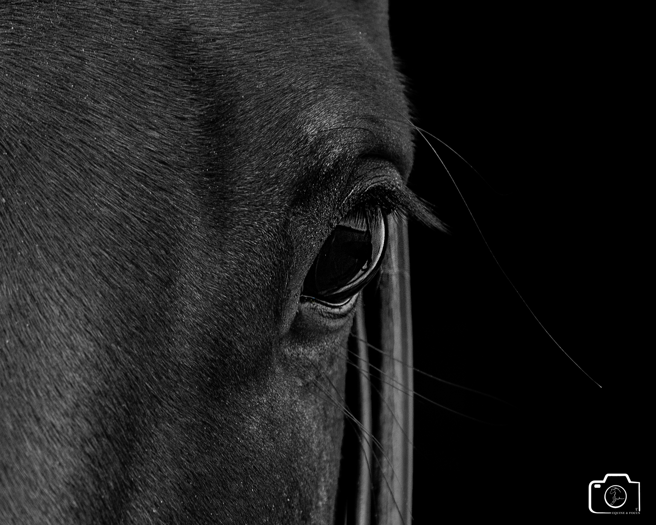 Close-up of a horse's eye and part of its face in black and white.