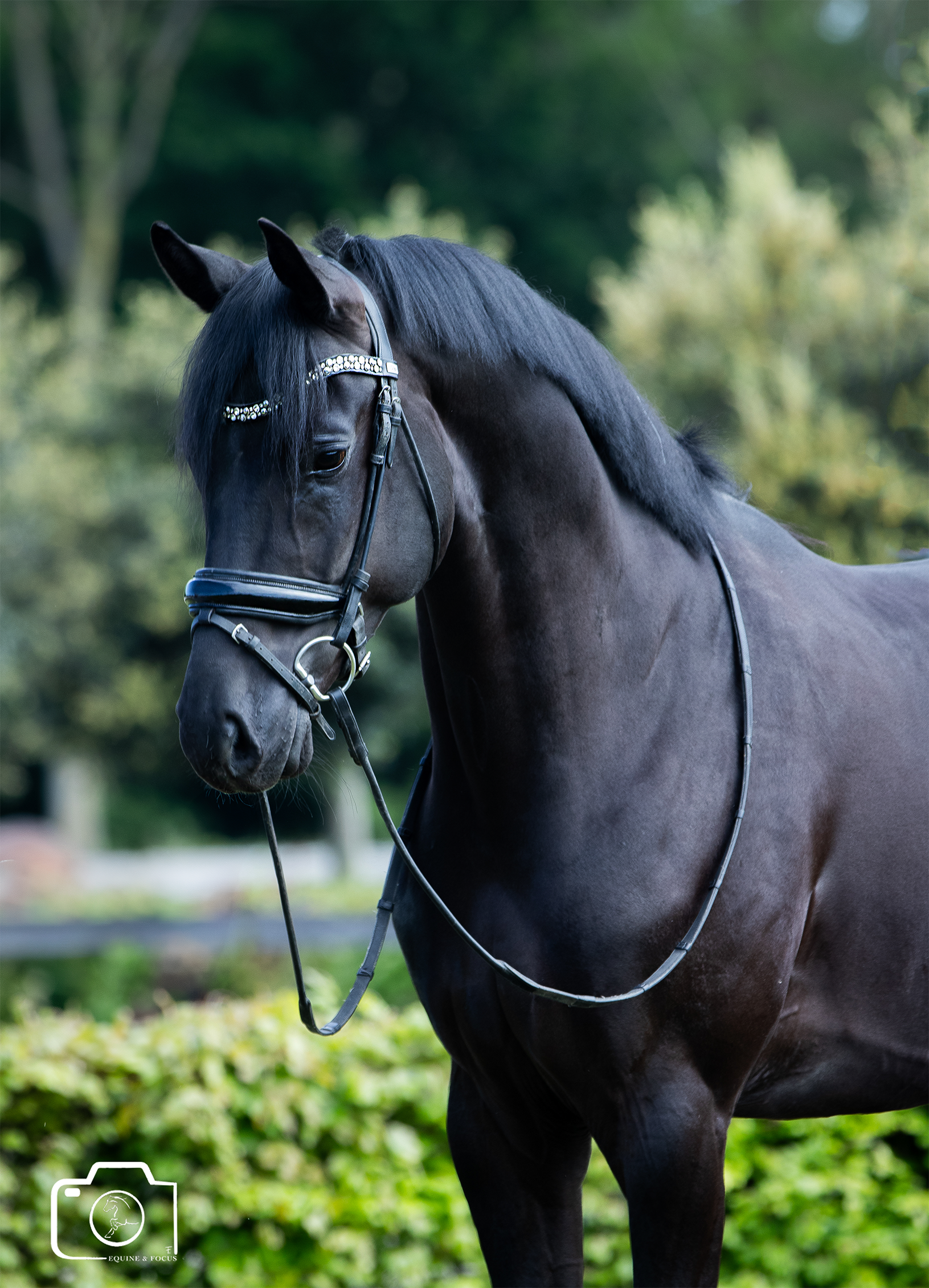 A black dressage horse wearing a jeweled browband and a black bridle with a metal bit, standing outdoors with green trees and foliage in the background.