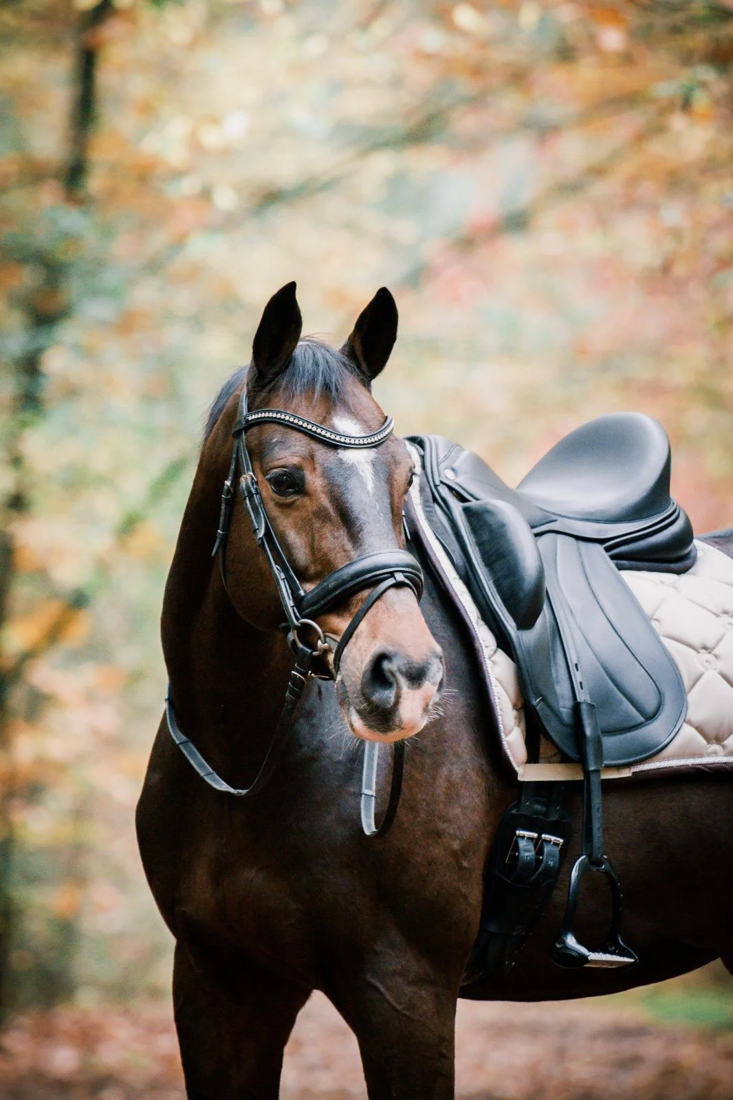 A brown horse with a black mane wearing a bridle and saddle, standing outdoors with autumn-colored foliage in the background.